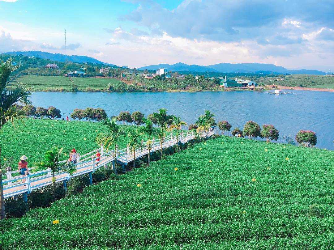 Đồi chè rộng lớn tha hồ vui chơi