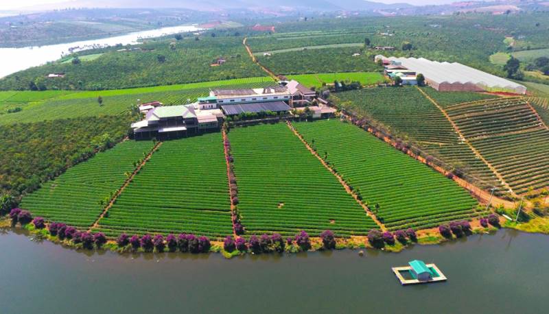 Ốc đảo chè Long Đỉnh