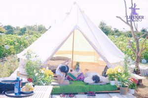 Ngắm hoa – check in – hái dâu tây tại Lavender Farm and Coffee