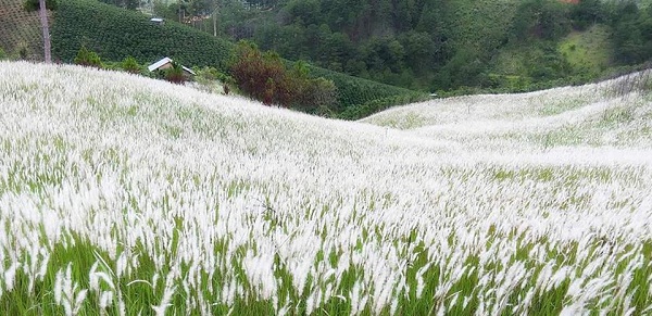 Đồi cỏ tranh Lạc Dương Đồi cỏ tranh Lạc Dương