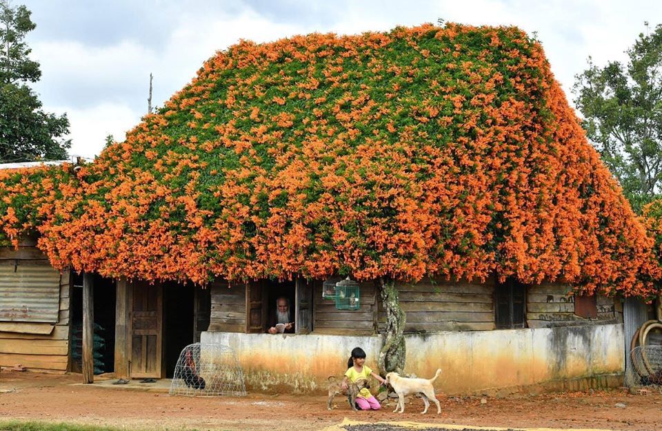 Ngôi nhà hoa Rạng Đông