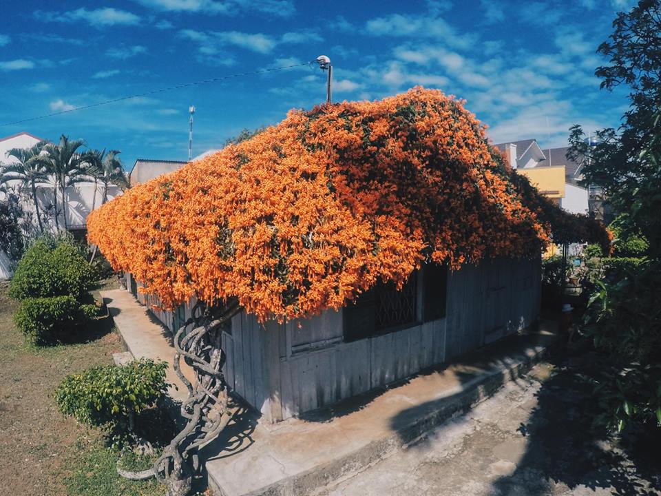 Vẻ đẹp của ngôi nhà hoa