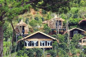 Cú Trên Cây Homestay – Những tổ chim cheo leo trên cây lọt thỏm giữa rừng nổi bật đủ sắc màu