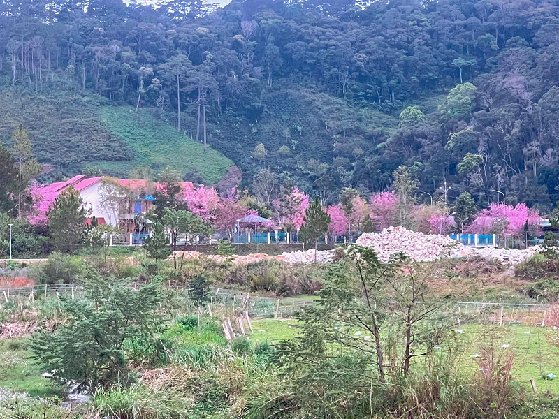 Thung lũng sắc tím Thung lũng sắc tím
