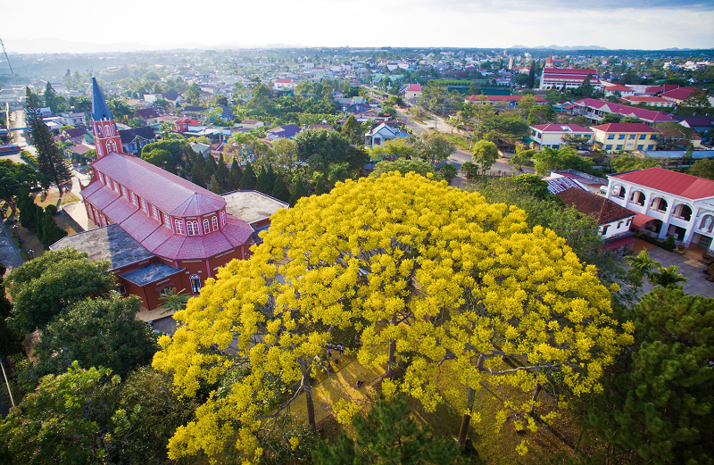 hoa phượng vàng hoa phượng vàng