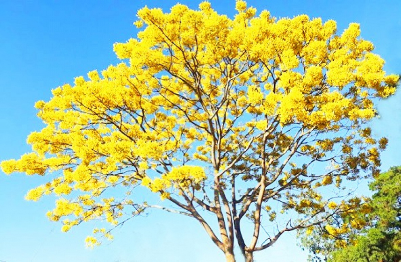 Trường Cao đẳng Công Nghệ - Kinh tế Bảo Lộc Trường Cao đẳng Công Nghệ - Kinh tế Bảo Lộc