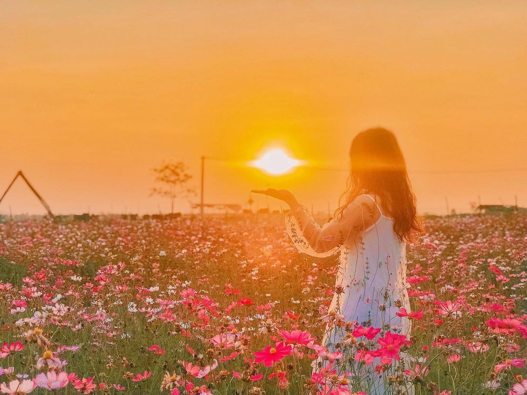 cánh đồng hoa bướm