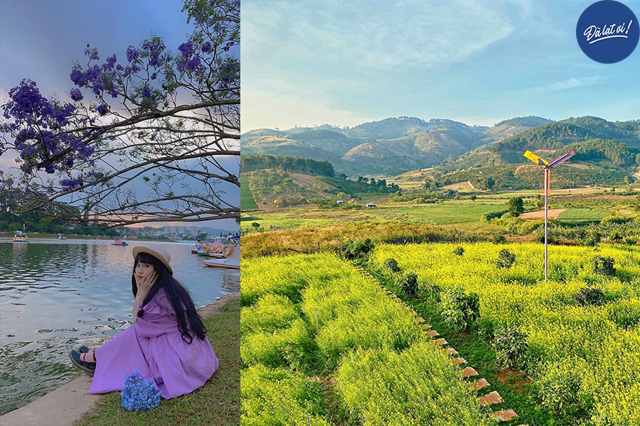 Những loài hoa nở rộ vào mùa hè Đà Lạt