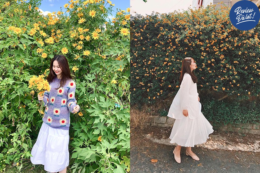 Dã quỳ là địa điểm sống ảo được yêu thích ở phố núi