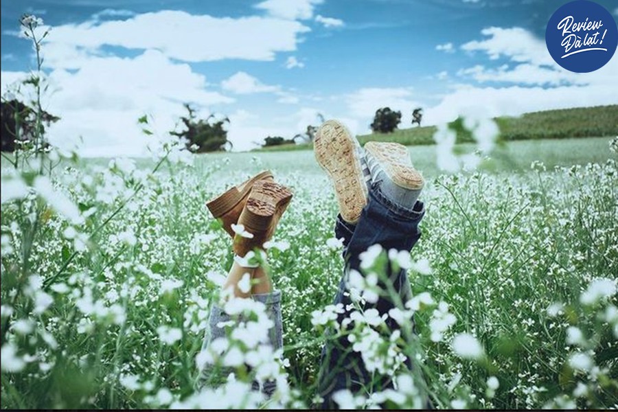 Vườn cải trắng khiến nhiều người mê mẩn