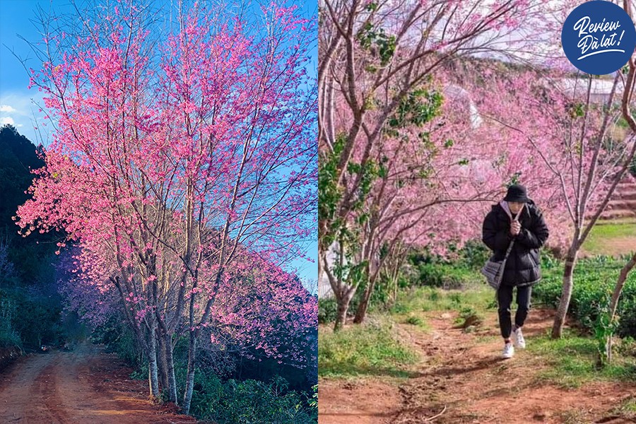 Mộng đào nguyên