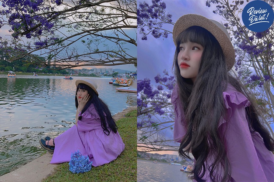 Hoa phượng tím nở rực rỡ