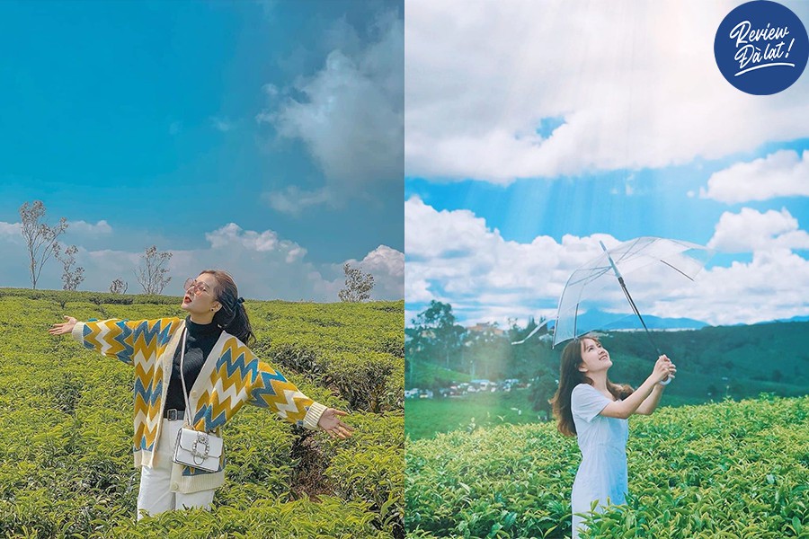 Đồi chè Cầu Đất