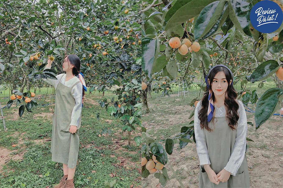 Vườn hồng Đà Lạt mùa sai trĩu quả