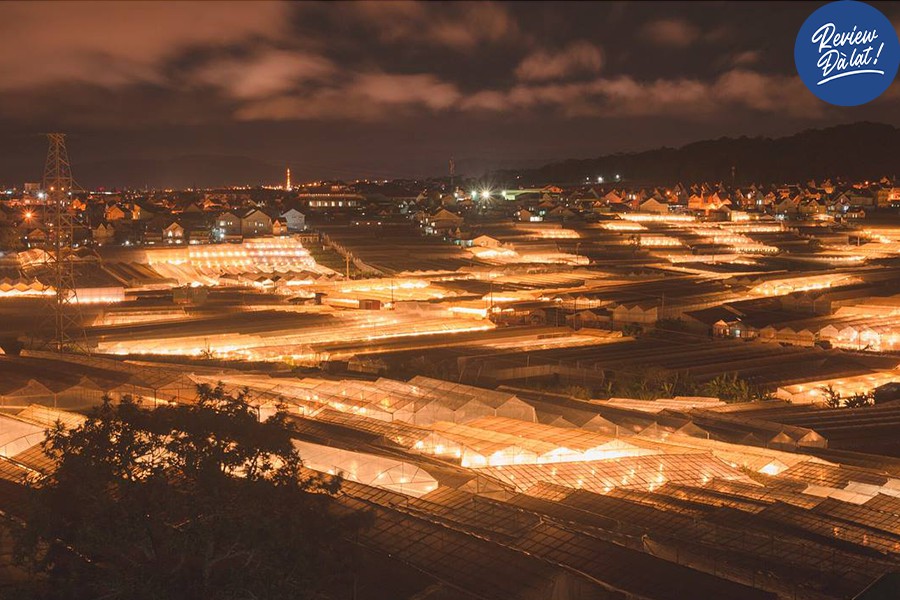 làng hoa Thái Phiên Đà Lạt