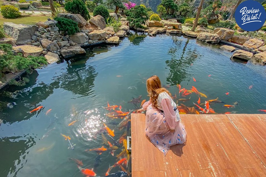 Hồ cá Koi "bạc triệu" tha hồ sống ảo