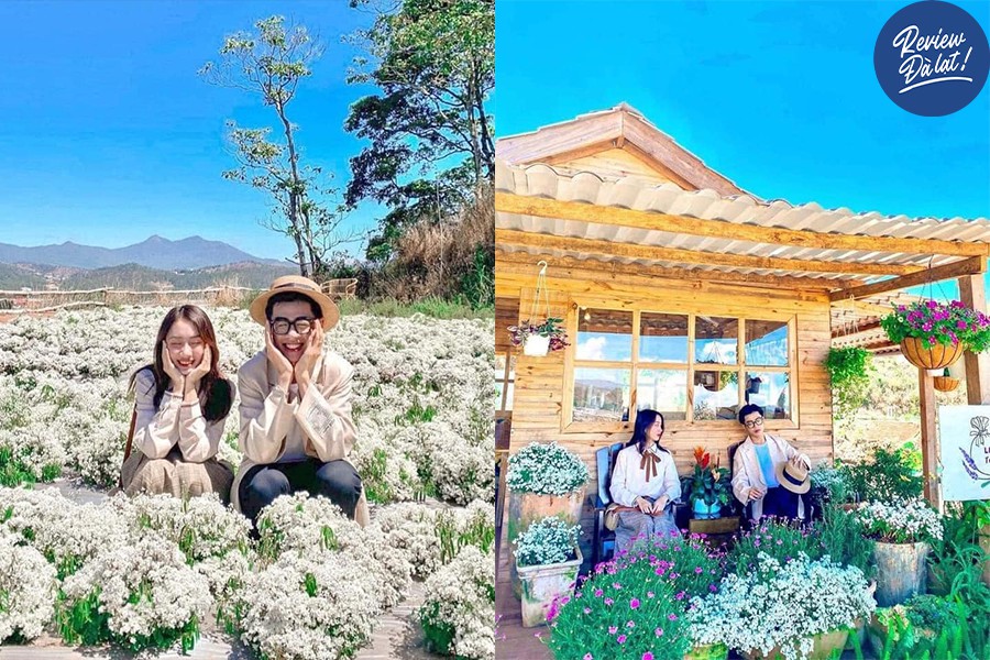Vườn cúc họa mi xinh xắn