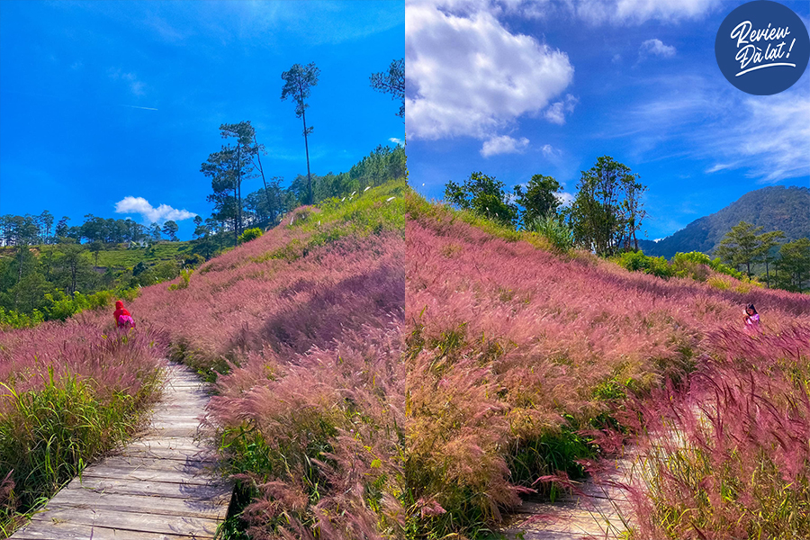 Cánh đồng cỏ hồng thu hút nhiều người đến check-in