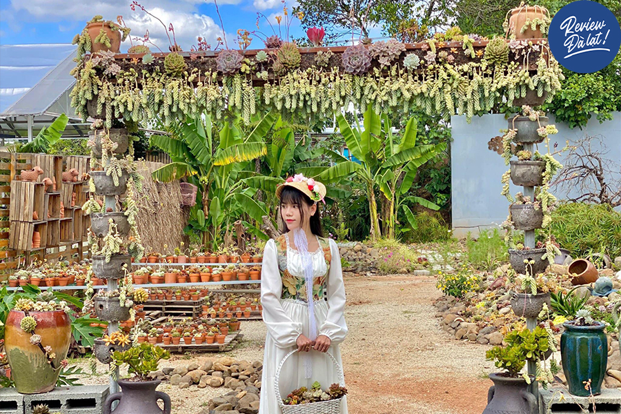 Vườn sen đá với hàng trăm loại khác nhau